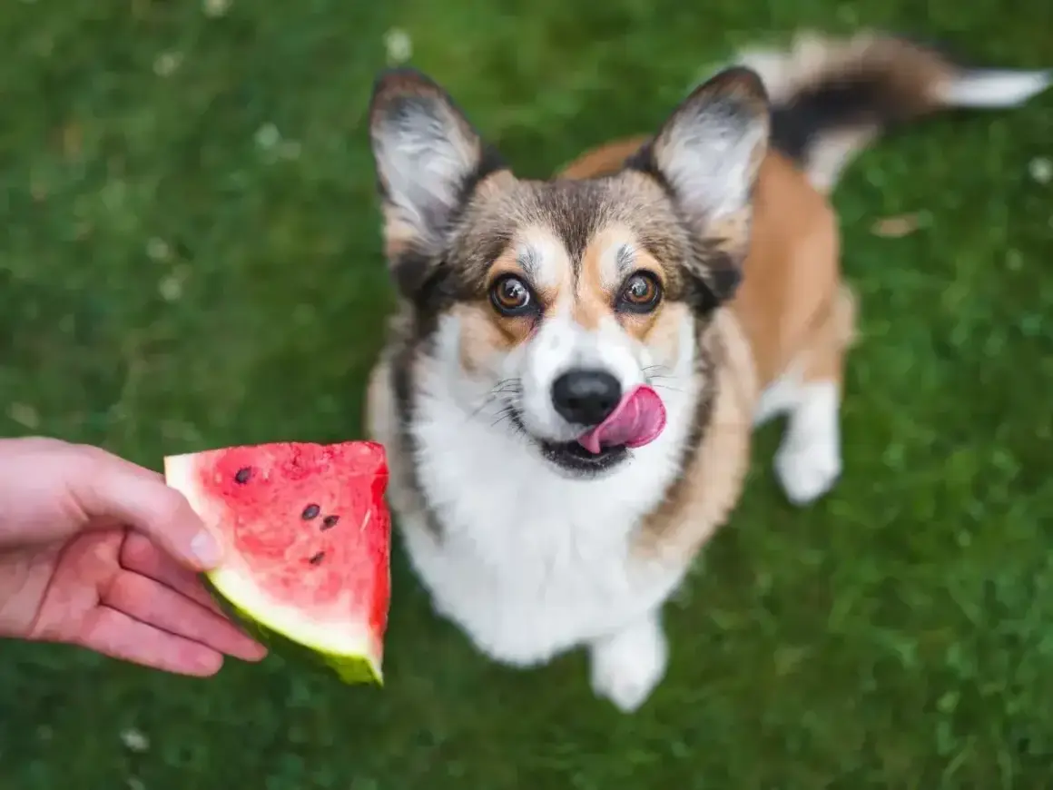Corgi z językiem na wierzchu patrzy na kawałek arbuza, zastanawiając się, czy pies może jeść arbuza.