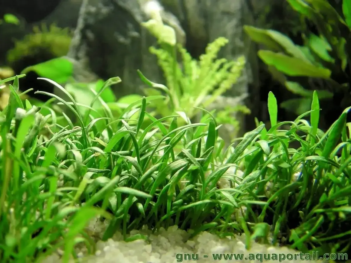Un tapis dense de **Helanthium tenellum** aux feuilles vertes vives, planté dans un substrat clair, avec des plantes d'aquarium floues en arrière-plan.