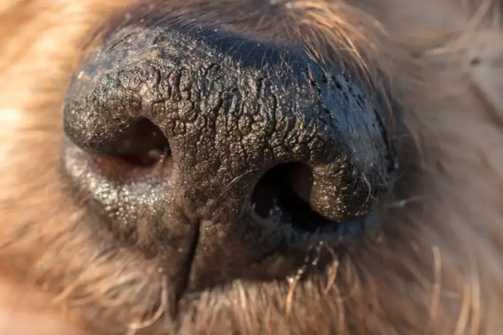 A mi perro le gotea la nariz: causas preocupantes y cuándo actuar
