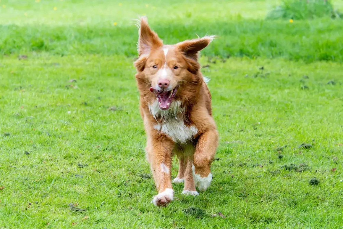 Un chien roux, un golden nouvelle ecosse, court joyeusement sur l'herbe verte, la langue sortie.