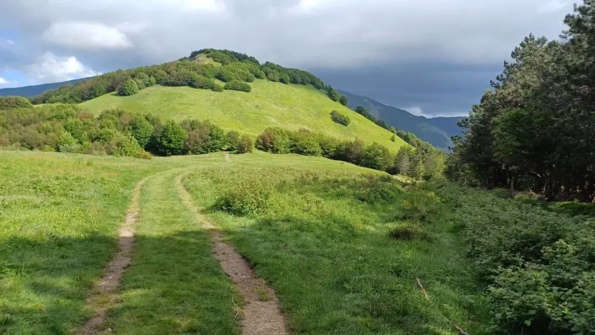 Sentiero erboso che sale verso il verdeggiante passo del Cerreto, con alberi e nuvole scure all'orizzonte.
