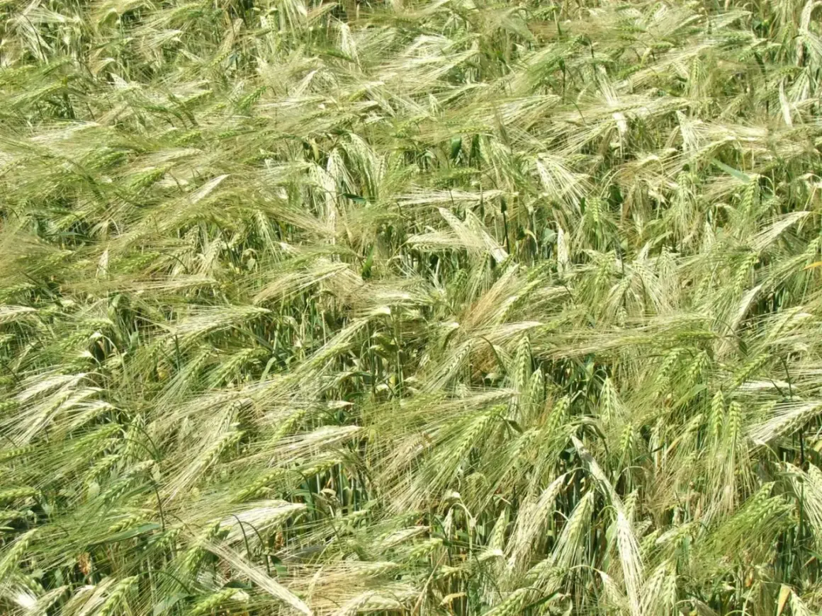 Pole pszenicy, gdzie każdy kłos jest jakby podtrzymywany przez niewidzialny antywylegacz na pszenicę, tworząc falujący dywan zieleni i złota.