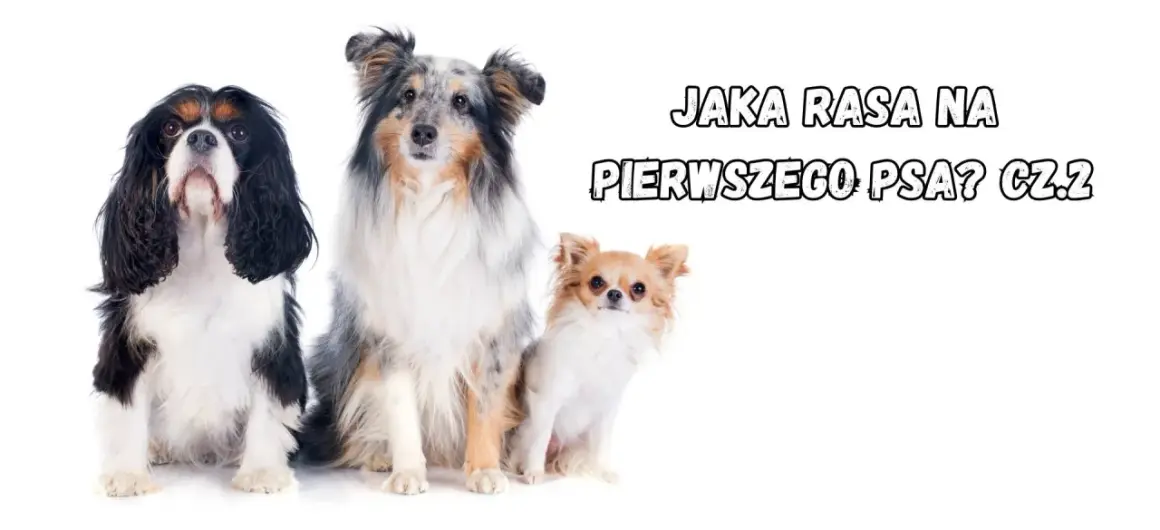 Trzy urocze psy: Cavalier King Charles Spaniel, Shetland Sheepdog i Chihuahua. Szukasz fajnych ras psów na swojego pierwszego pupila?