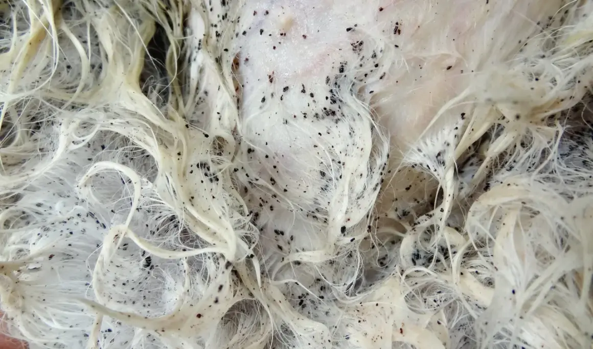 Gros plan sur un pelage blanc envahi par un nid de puce. Les petits points noirs grouillent sur la peau et entre les poils.