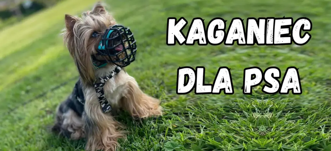 Kaganiec dla psa: Kiedy obowiązkowy, a kiedy to zdrowy rozsądek?