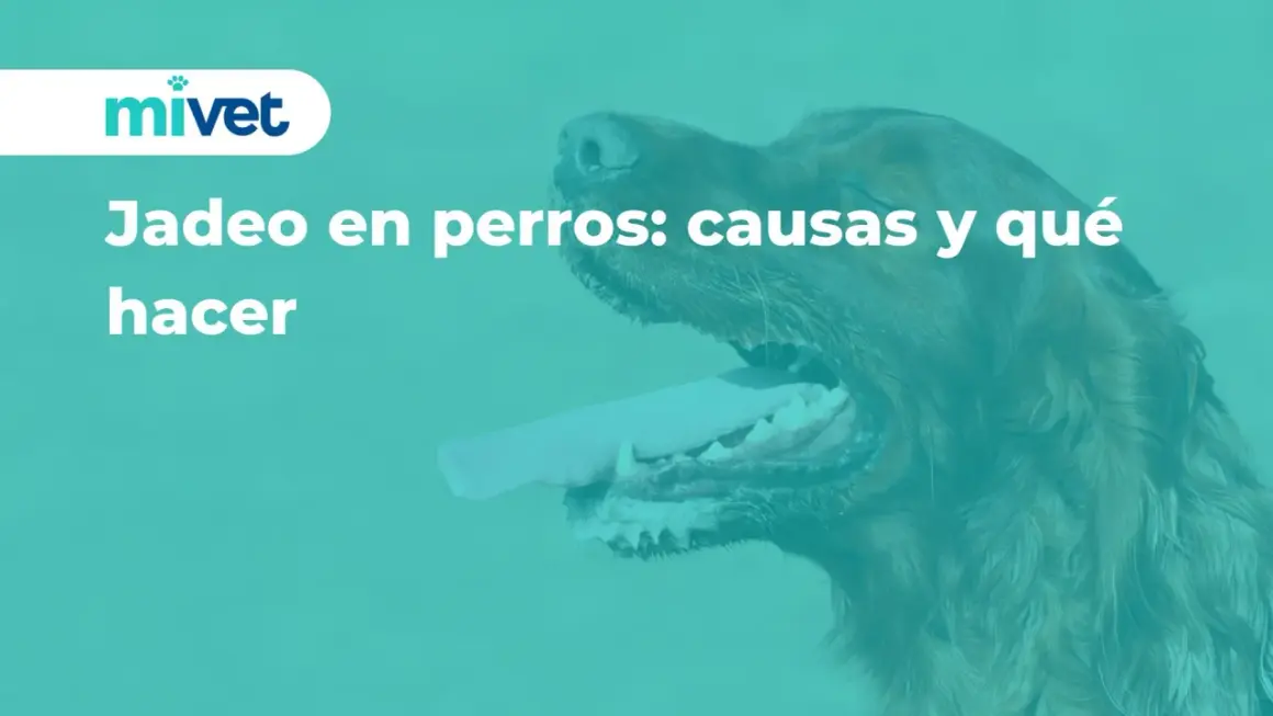 Primer plano de un perro jadeando, con la lengua fuera. El texto dice "Jadeo en perros: causas y qué hacer".