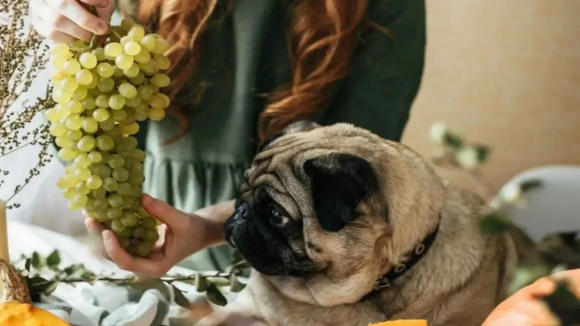 Un carlino mira con interés un racimo de uvas verdes que una persona sostiene. Mi perro comió uvas y no le pasó nada.