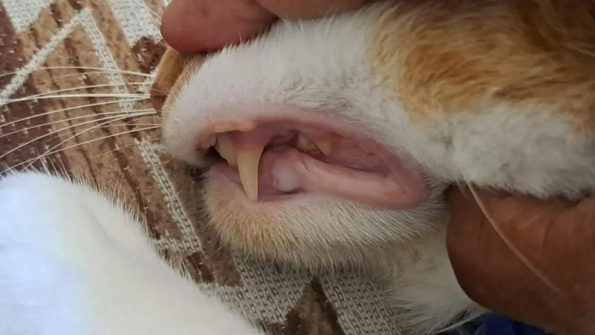 Gencive chat normale, rose et saine, avec des dents pointues bien visibles. Un aperçu de la santé bucco-dentaire de ce félin.