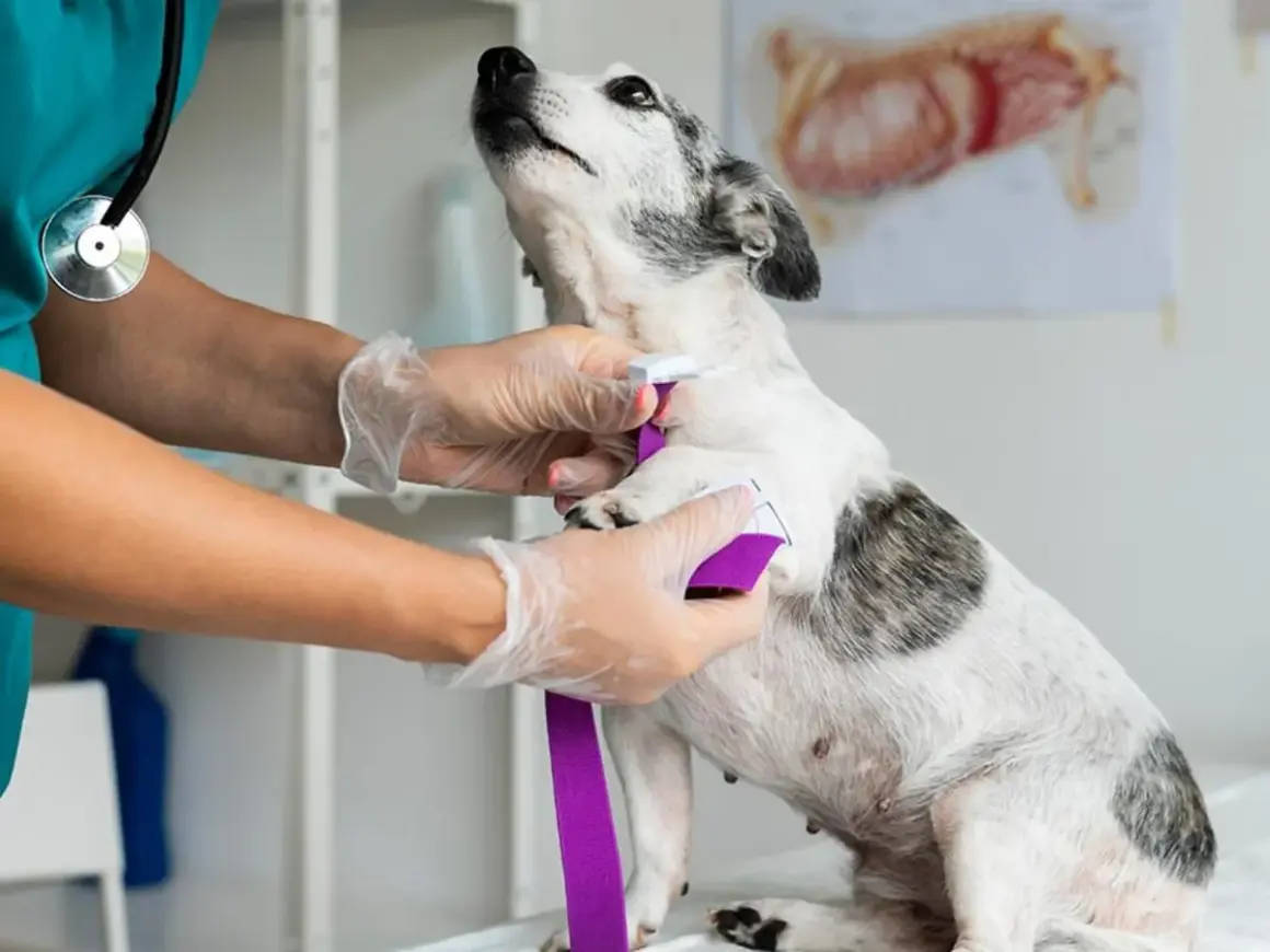Veterinario aplica torniquete a perro. La imagen muestra la lucha contra enfermedades de perros mortales.