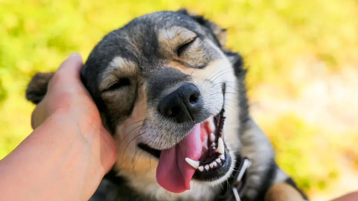 Un perro feliz con la boca abierta y la lengua fuera, mientras una mano le acaricia la cabeza. Una imagen que te ayuda a saber si tu perro te quiere.