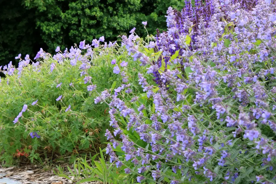 Un parterre de fleurs bleues et violettes, avec un magnifique **géranium vivace** au premier plan, sous un feuillage vert dense.