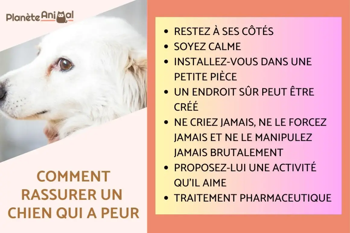 Conseils pour comment rassurer un chien qui a peur : restez calme, créez un endroit sûr, ne forcez jamais. Un chien effrayé a besoin de douceur.