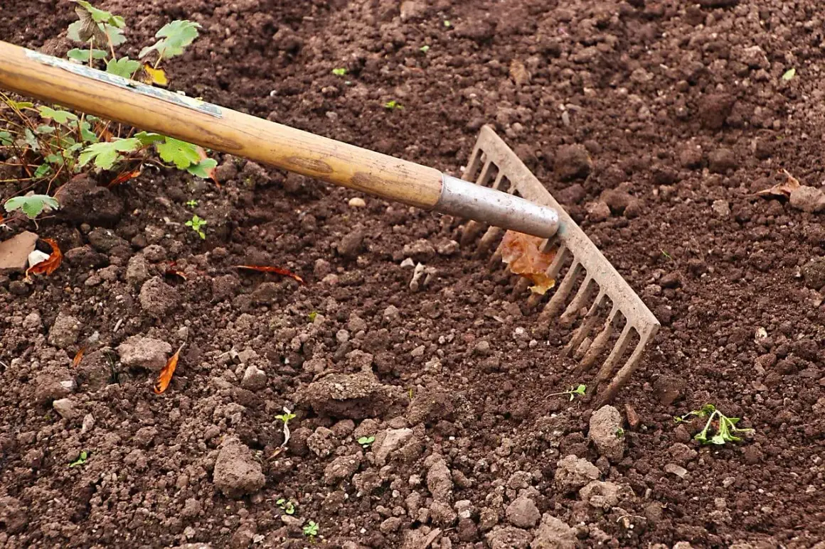 Grabie przygotowują ziemię, by zapewnić jej żyzność. Widać młode kiełki i resztki liści.