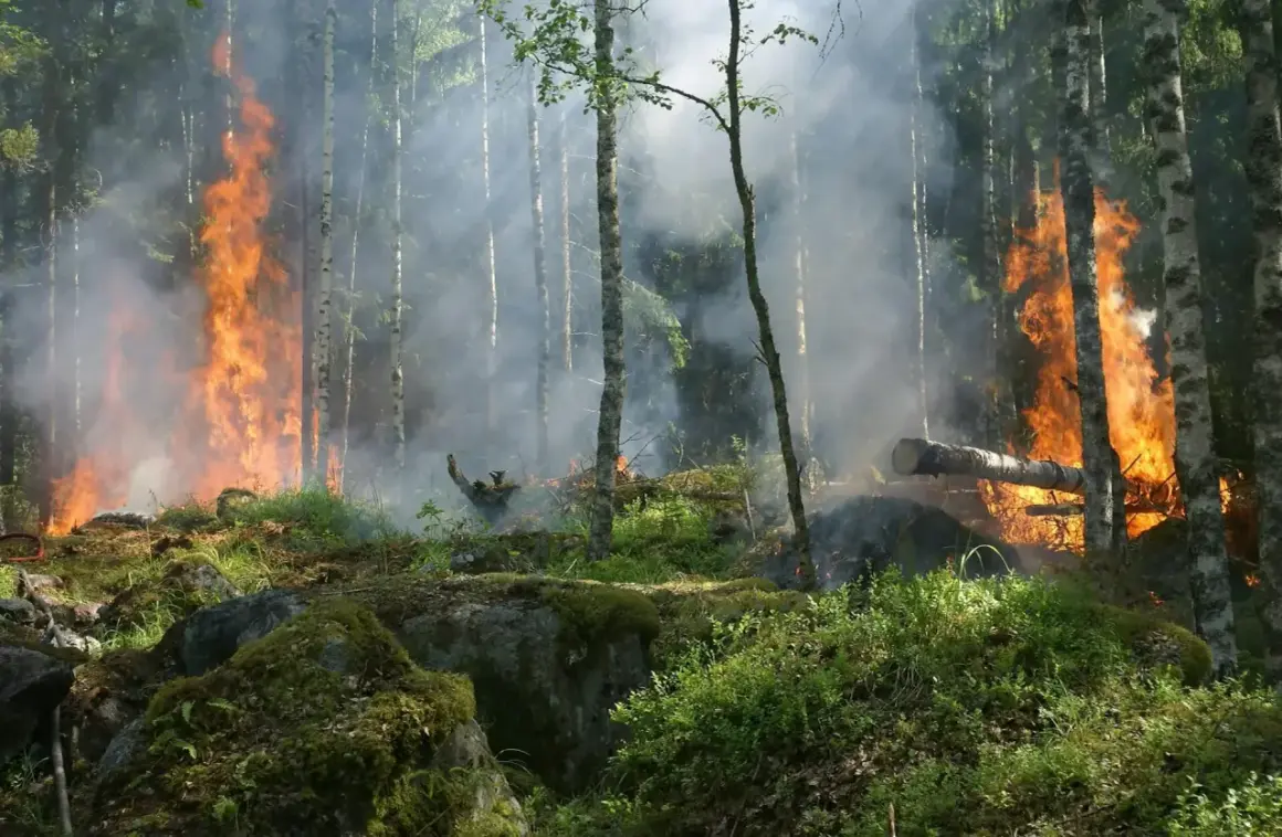 Płonący las, dym i ogień wśród drzew. To przerażające skutki zmiany klimatu, które niszczą naszą planetę.