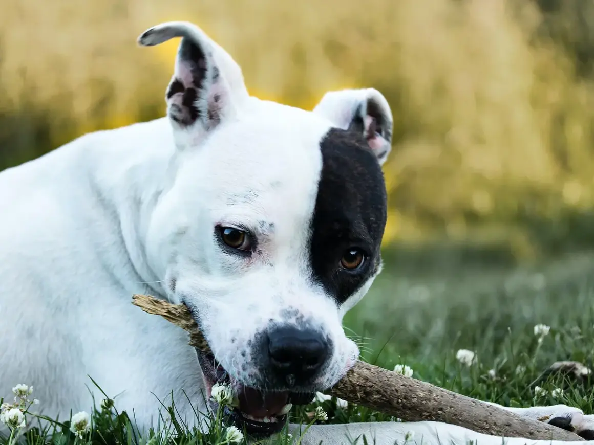 Un perro blanco y negro, un ejemplo de los tipos de American Stanford, mastica una rama en el césped.