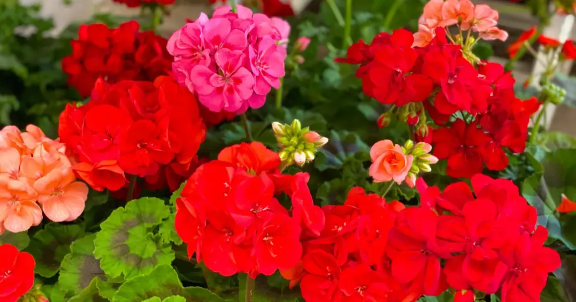 Kwitnące pelargonie w kolorach czerwonym, różowym i łososiowym, z zielonymi liśćmi.