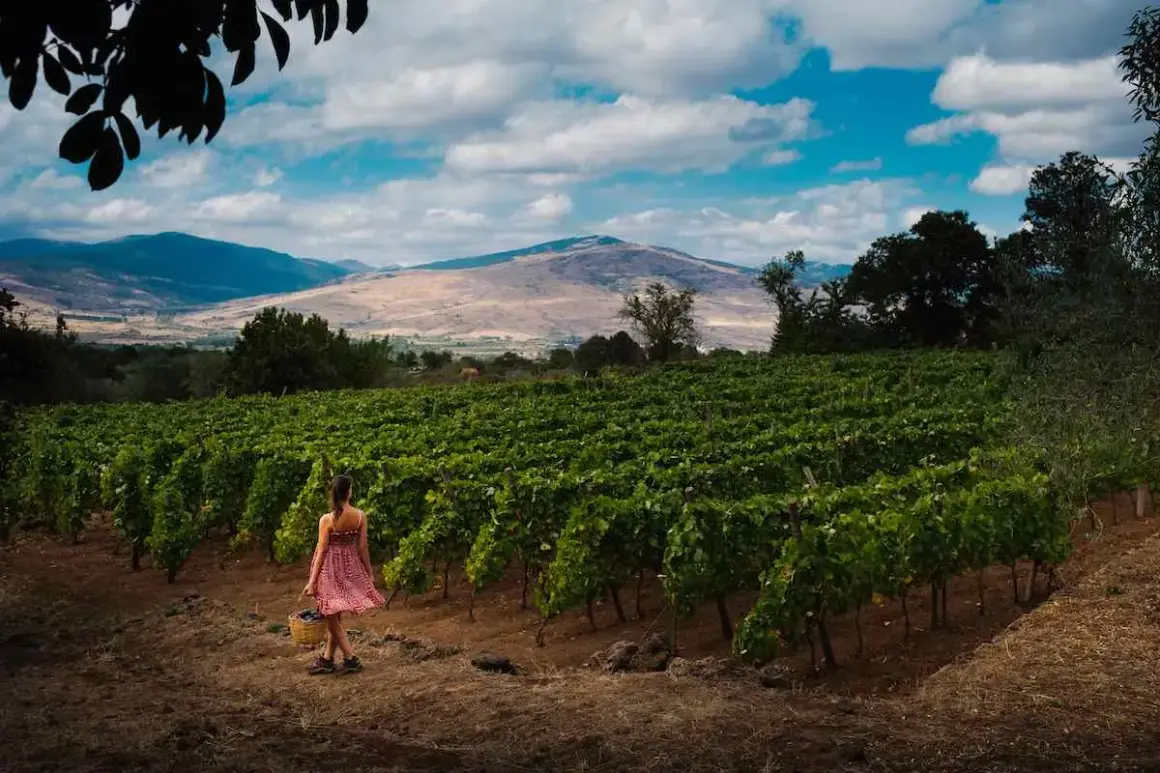 Donna raccoglie uva in un vigneto alle pendici dell'Etna, dove nasce il Carricante Etna Bianco.