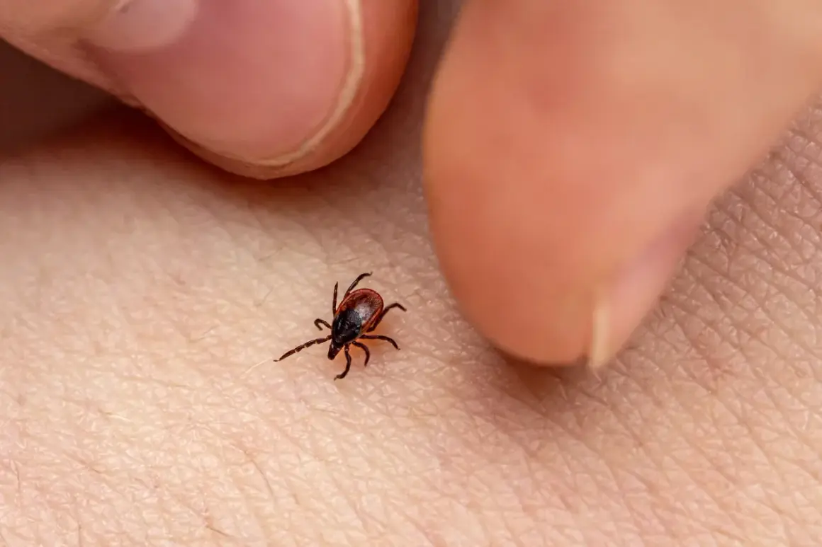 Cómo quitar garrapata de forma segura y evitar infecciones peligrosas