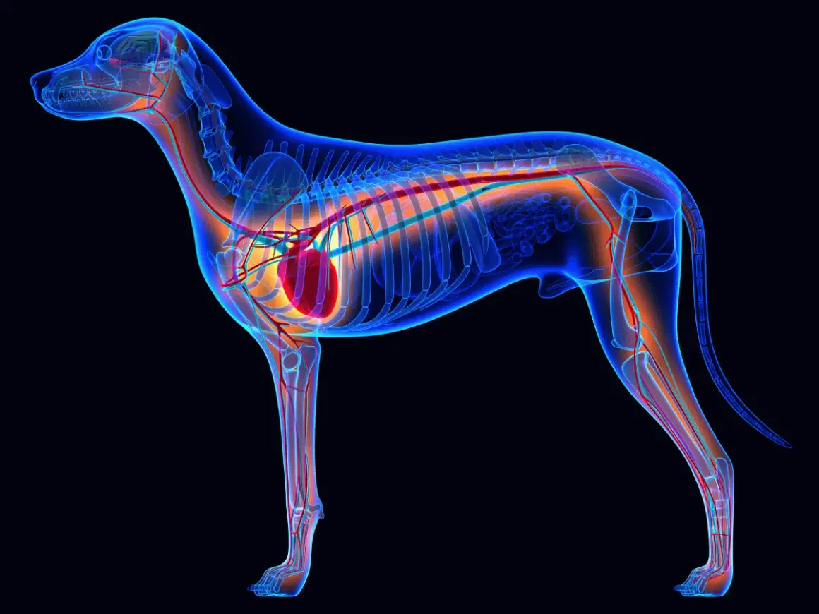 Anatomie d'un chien de 12 ans, montrant le cœur et le système circulatoire. Un souffle au cœur peut affecter ce système.