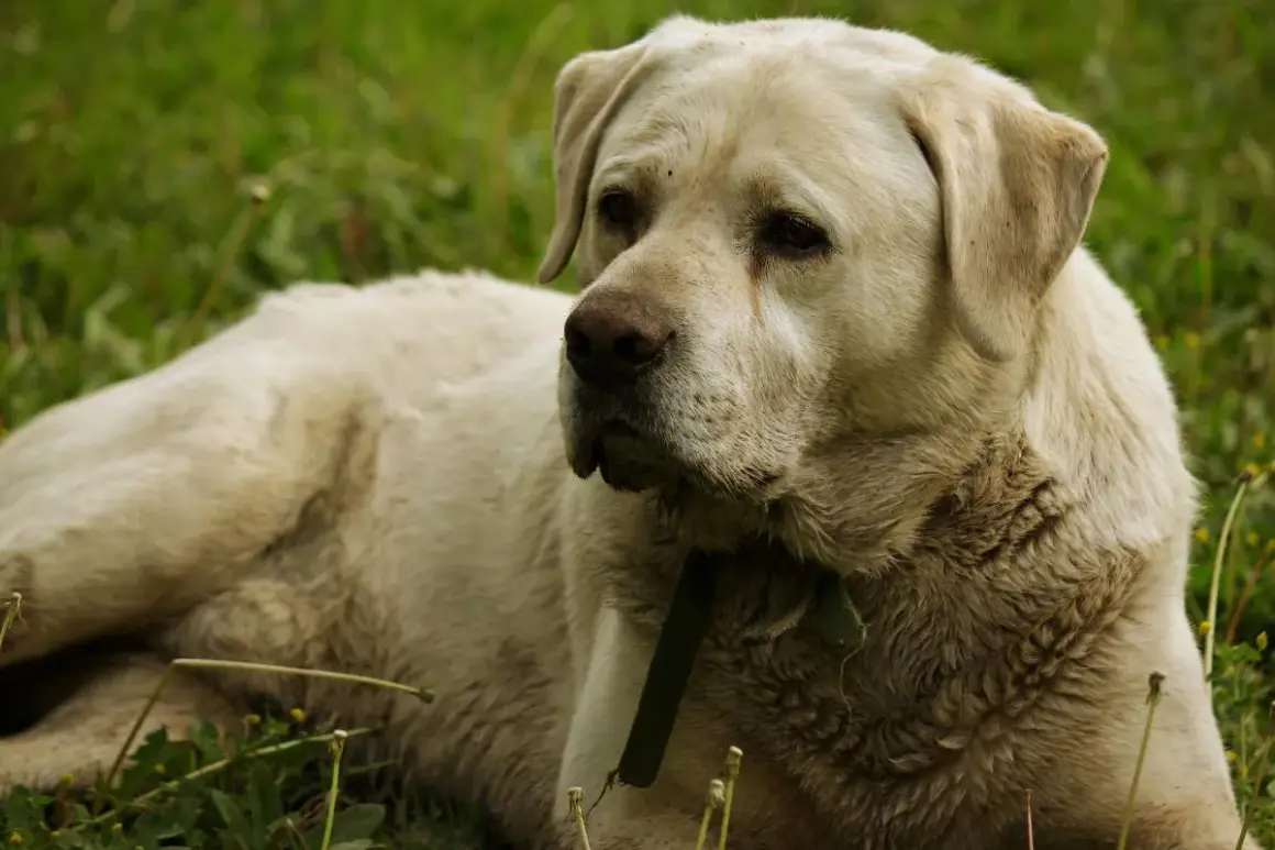 Labrador recostado en la hierba. A mi perro le huele el aliento a pescado, seguro que ha estado jugando cerca del río.