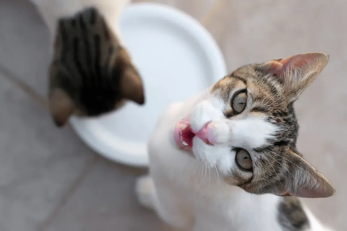 Un chat blanc et tigré, la langue sortie, regarde la caméra avec des yeux écarquillés. Il semble affamé, comme si mon chat a tout le temps faim.