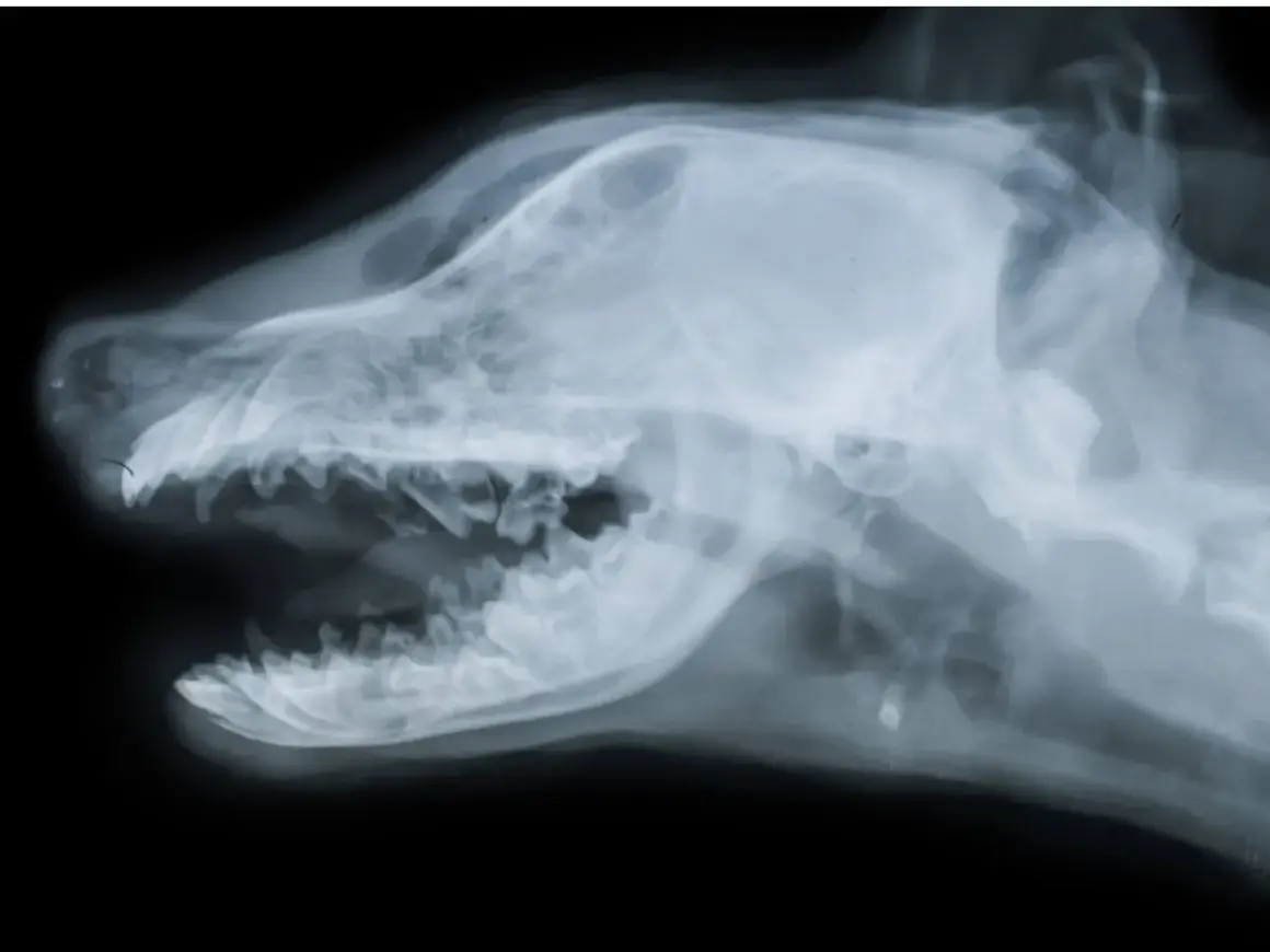 Radiografía lateral de la cabeza de un perro, mostrando el cráneo y los dientes. Podría ser útil para diagnosticar un ictus en perros.