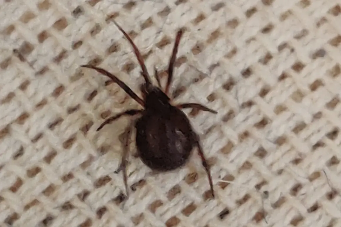En mörk spindel med åtta ben sitter på ett beige tyg med rutmönster. Den ser ut som en av de små spindlar som ibland dyker upp inomhus.