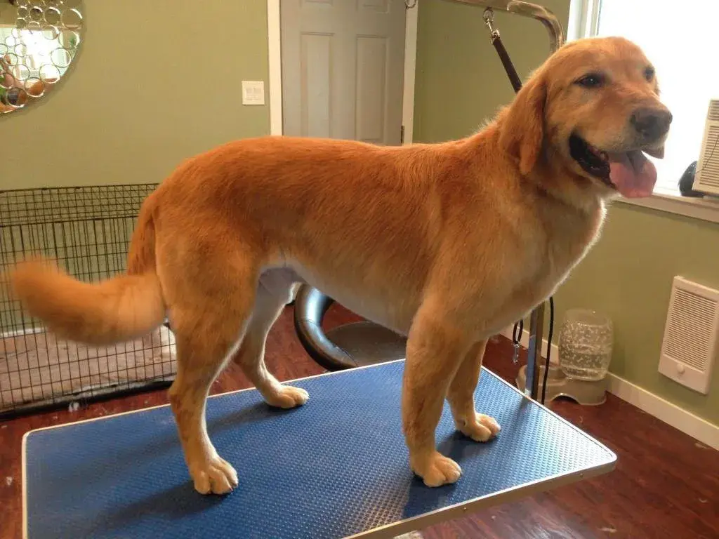 Czy Golden Retriever się strzyże? Uniknij błędów pielęgnacji!