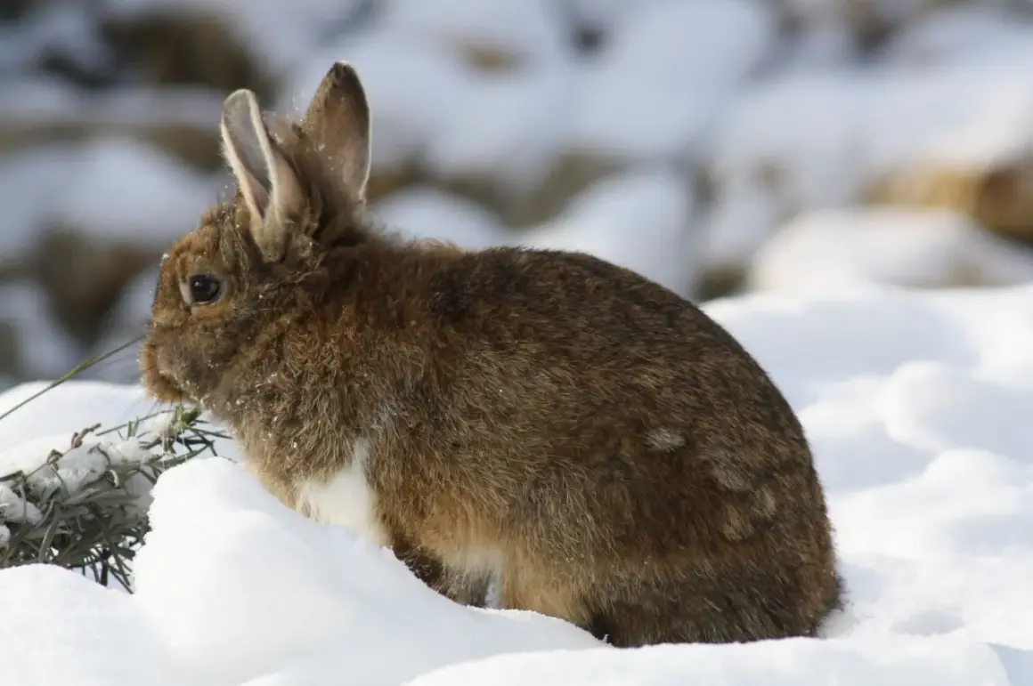 Braunes Kaninchen sitzt im Schnee, mit leichtem Fokus auf das Fell und die Ohren.