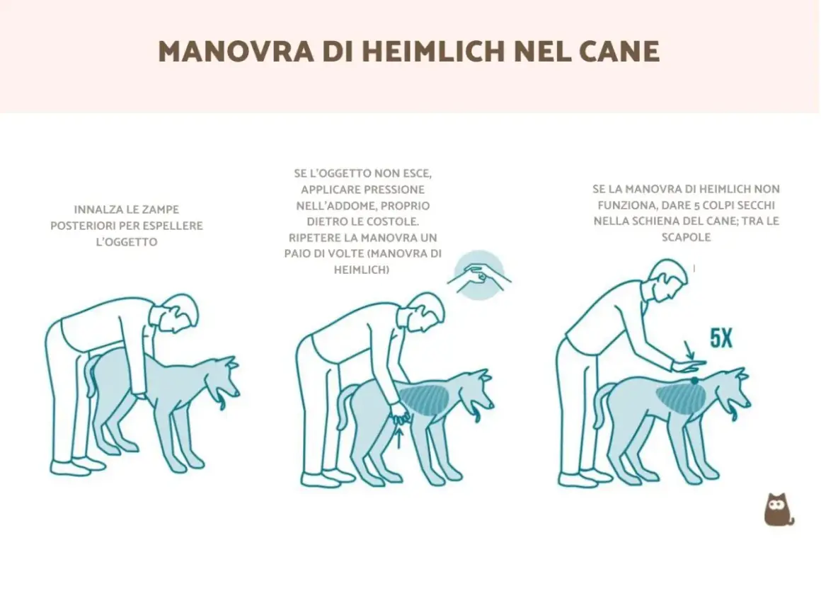 Illustrazione della manovra di Heimlich sul cane: sollevare le zampe posteriori, poi applicare pressione sull'addome o dare colpi tra le scapole.