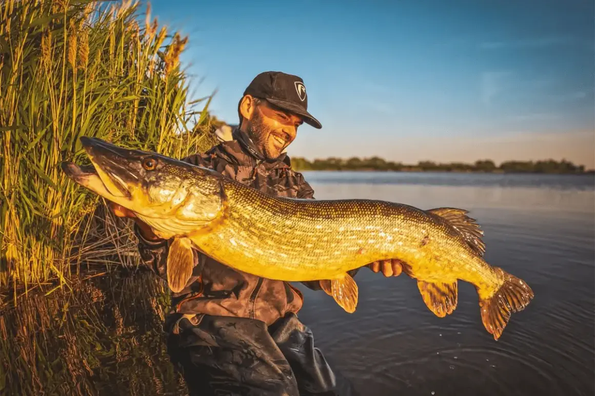 Un pêcheur souriant tient un énorme brochet, un poisson carnassier aux reflets dorés, au bord d'un lac au coucher du soleil.