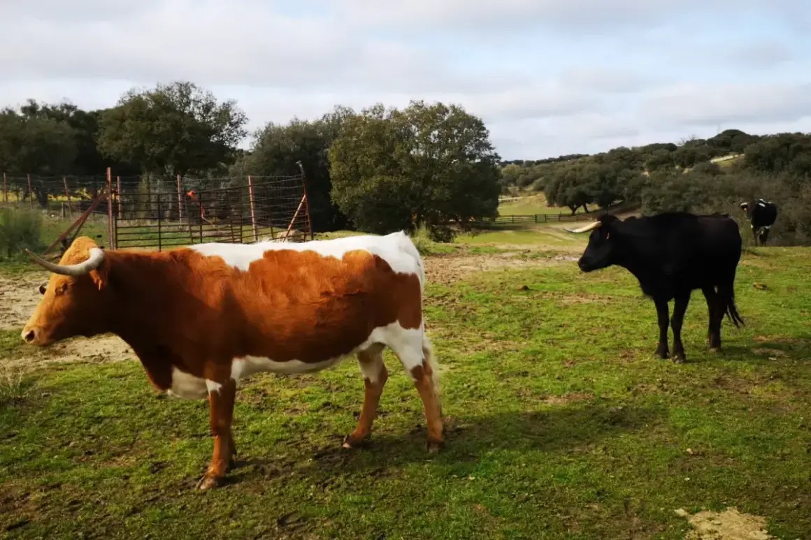 Un toro negro y una vaca parda y blanca pastan en un campo verde.