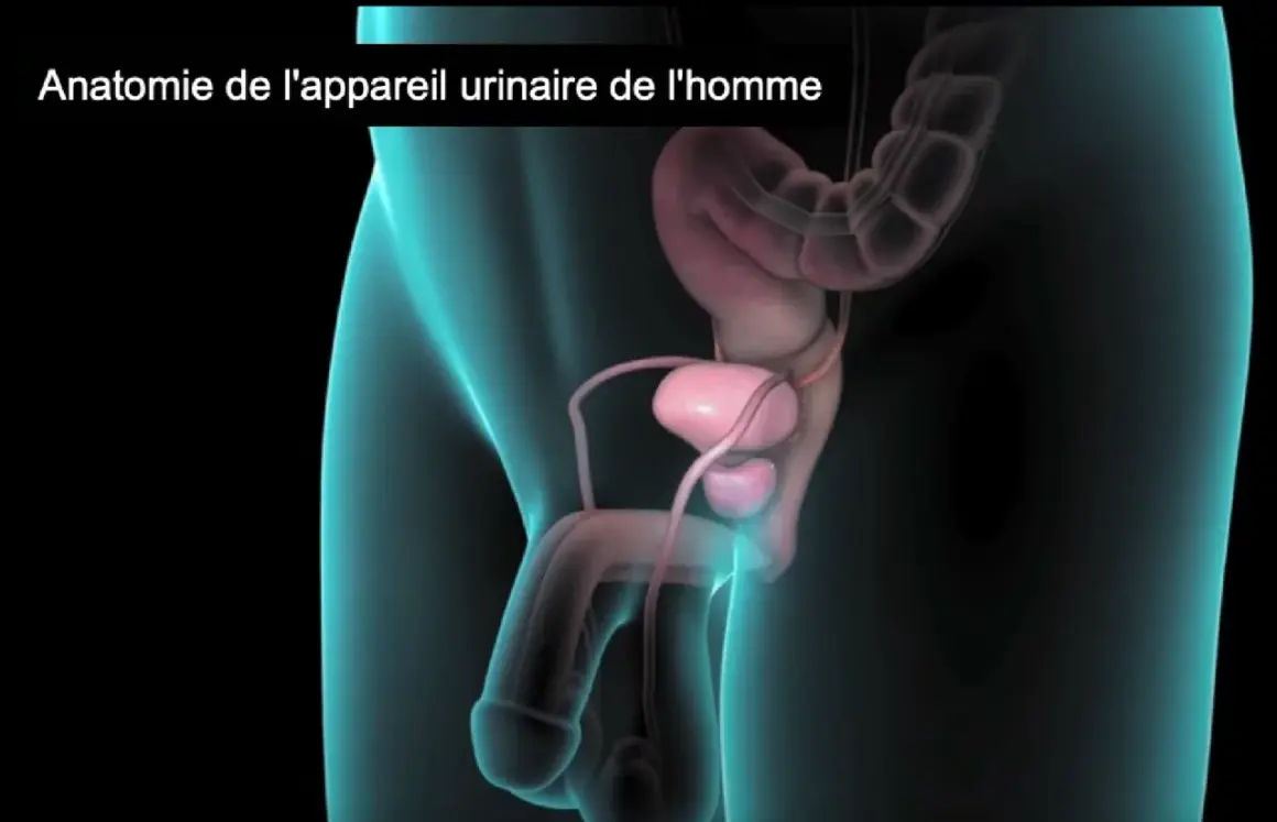 Anatomie de l'appareil urinaire masculin. Comprendre le système urinaire est la première étape vers des solutions pour l'incontinence masculine.