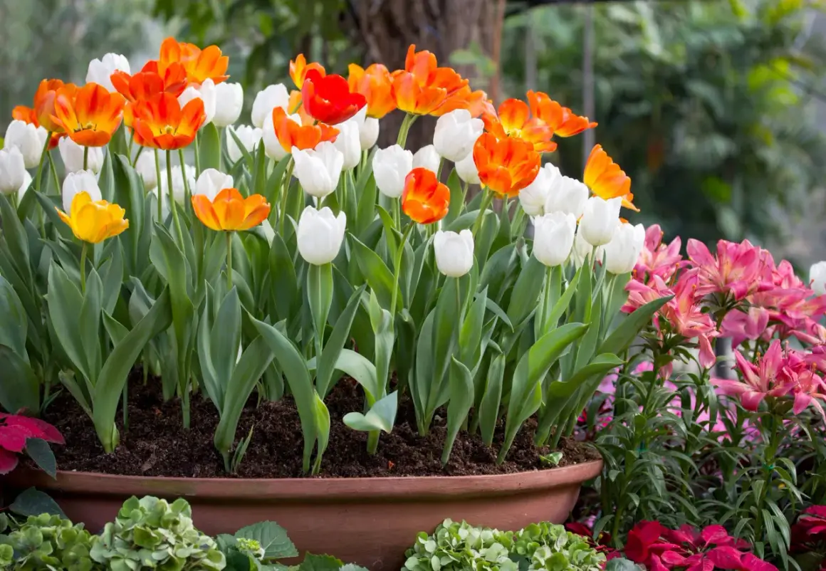Cuando plantar tulipanes en maceta para un jardín espectacular en otoño