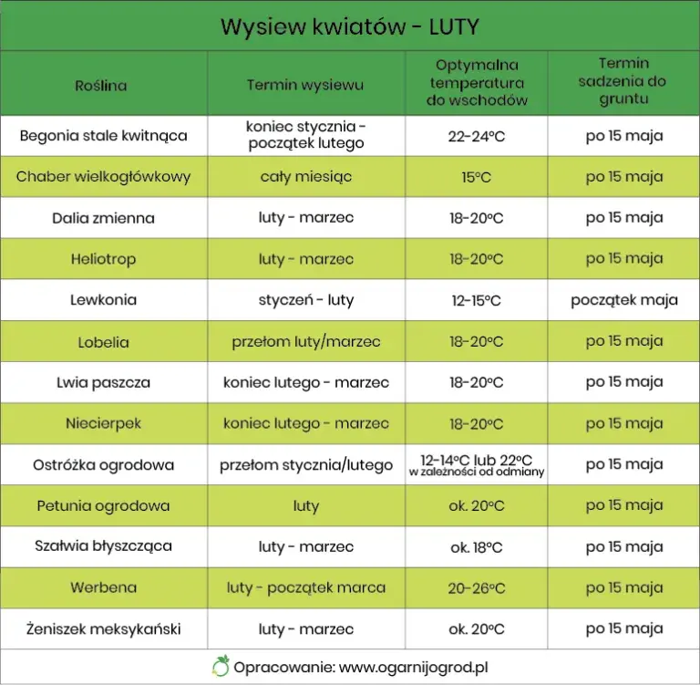 Jakie kwiaty siejemy w lutym, aby uzyskać piękne ogrody?