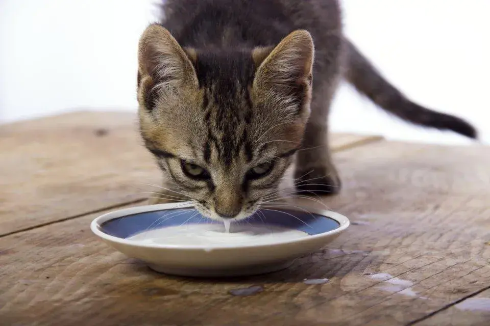 Es mala la leche para los gatos: efectos negativos y alternativas seguras