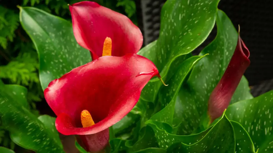 Dwie czerwone kalie doniczkowe z żółtymi środkami, otoczone zielonymi, nakrapianymi liśćmi. Obok nich pąk kalii.