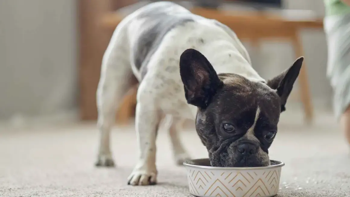 Un bulldog francés con manchas blancas y negras come de un cuenco, disfrutando de su dieta blanda para perros.