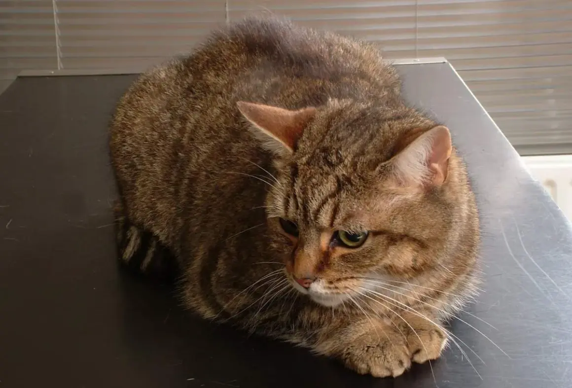 Un chat tigré brun, l'air fatigué, pourrait souffrir d'insuffisance hépatique. Il est couché sur une surface sombre.