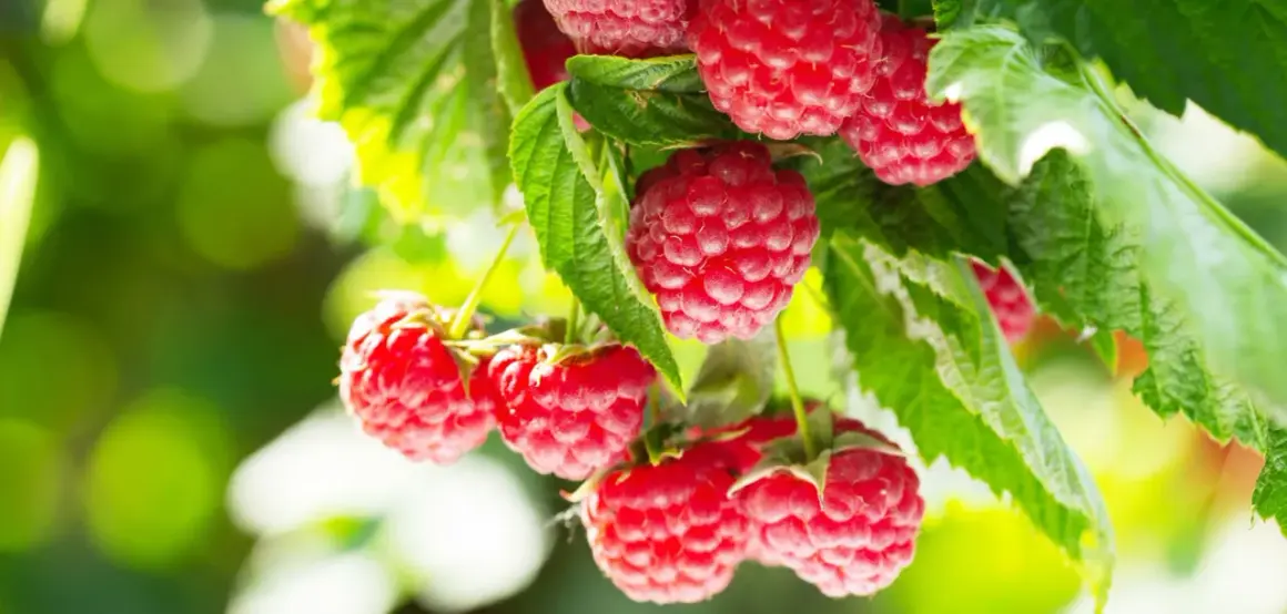 Gros plan sur des framboises mûres et juteuses, prêtes à être cueillies. L'exposition framboisier met en valeur la beauté de ces fruits d'été.