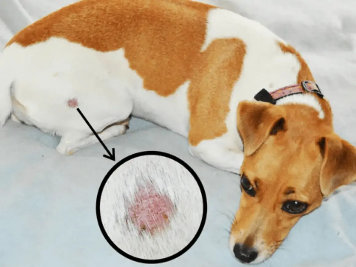 Chien avec une lésion cutanée suspecte de teigne. Zoom sur la zone affectée.