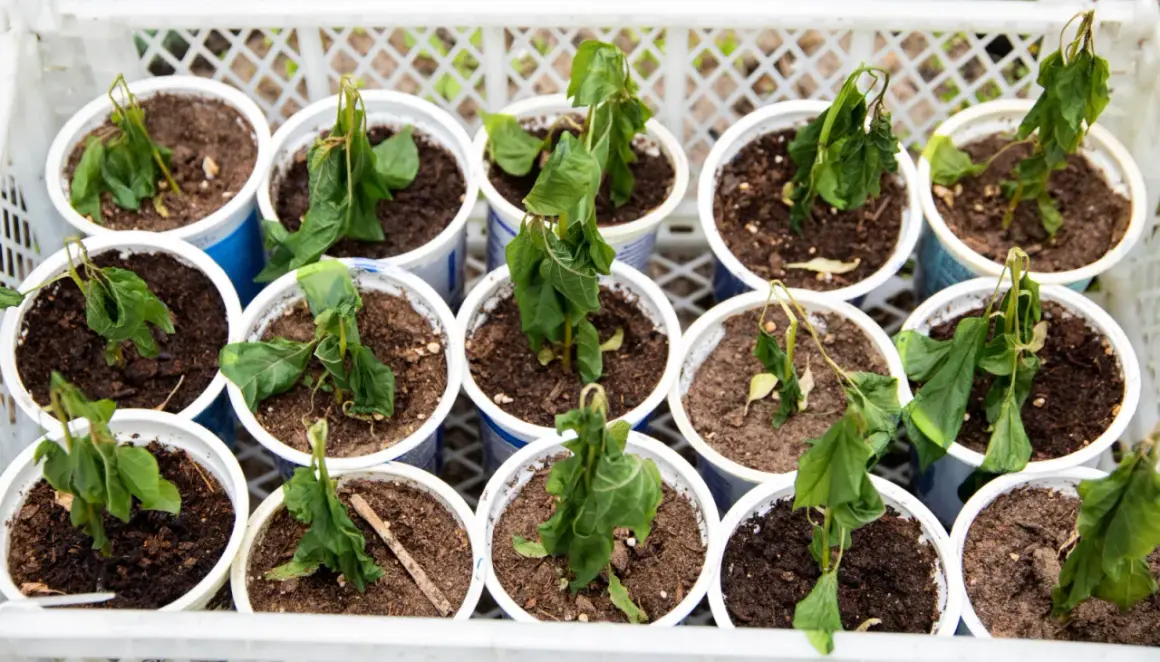 Sad, wilting tomato seedlings in pots. The **hartowanie pomidorów** seems to have been too harsh for these young plants, leaving them droopy and struggling.