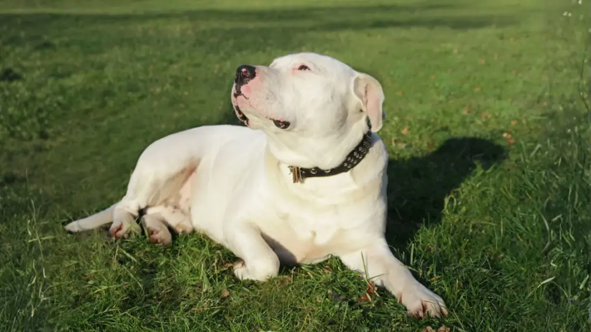 Un adorable dogo argentino bebé, con su collar tachonado, descansa plácidamente sobre la hierba verde, disfrutando del sol.