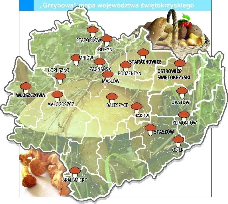 Gdzie na grzyby świętokrzyskie? Odkryj najlepsze miejsca na grzyby