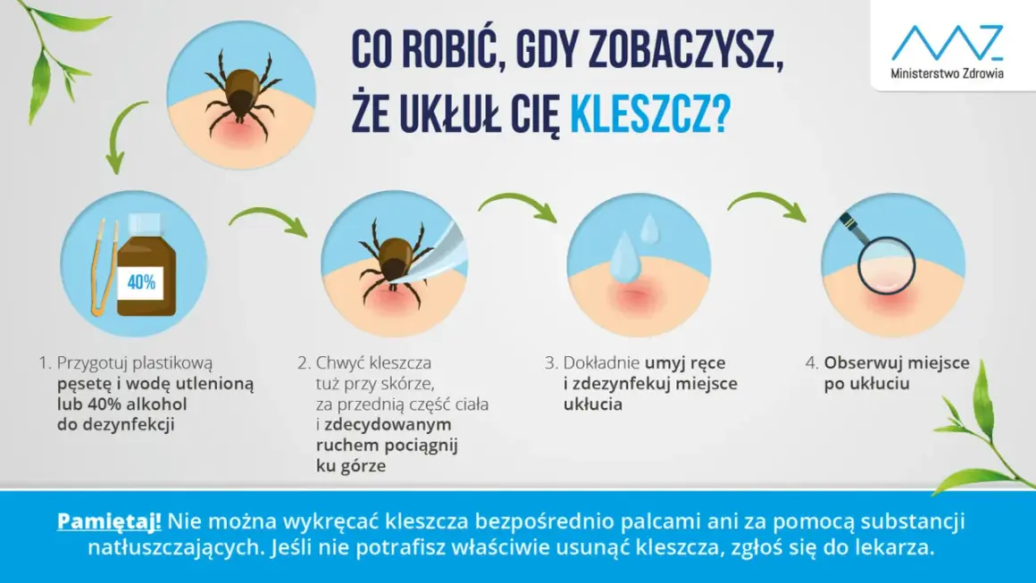 Instrukcja usuwania kleszcza. Pamiętaj, że kleszcz może wejść do ucha, ale ta metoda pomoże go usunąć.