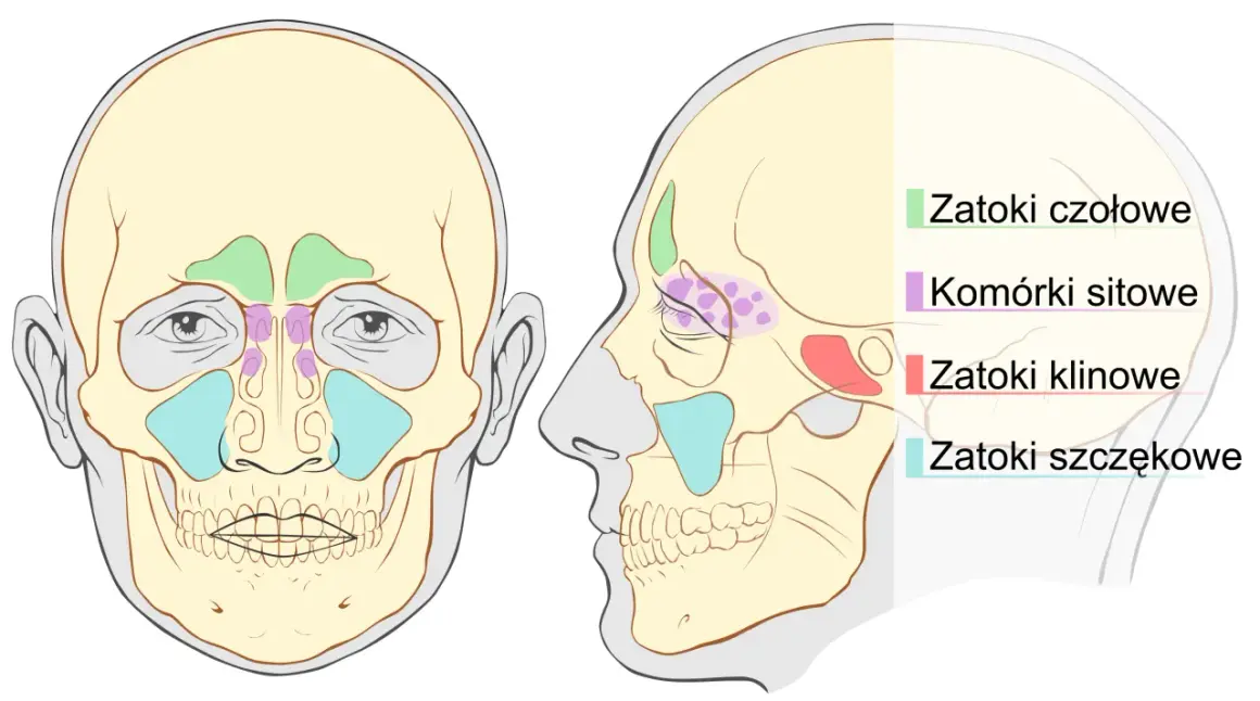Zapalenie zatoki klinowej: objawy, które ratują wzrok i życie