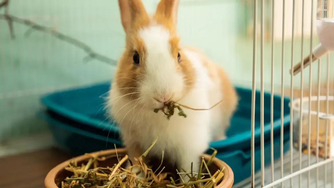 Ein süßes Kaninchen frisst im Käfig. Es ist allein, aber hat genug Heu.