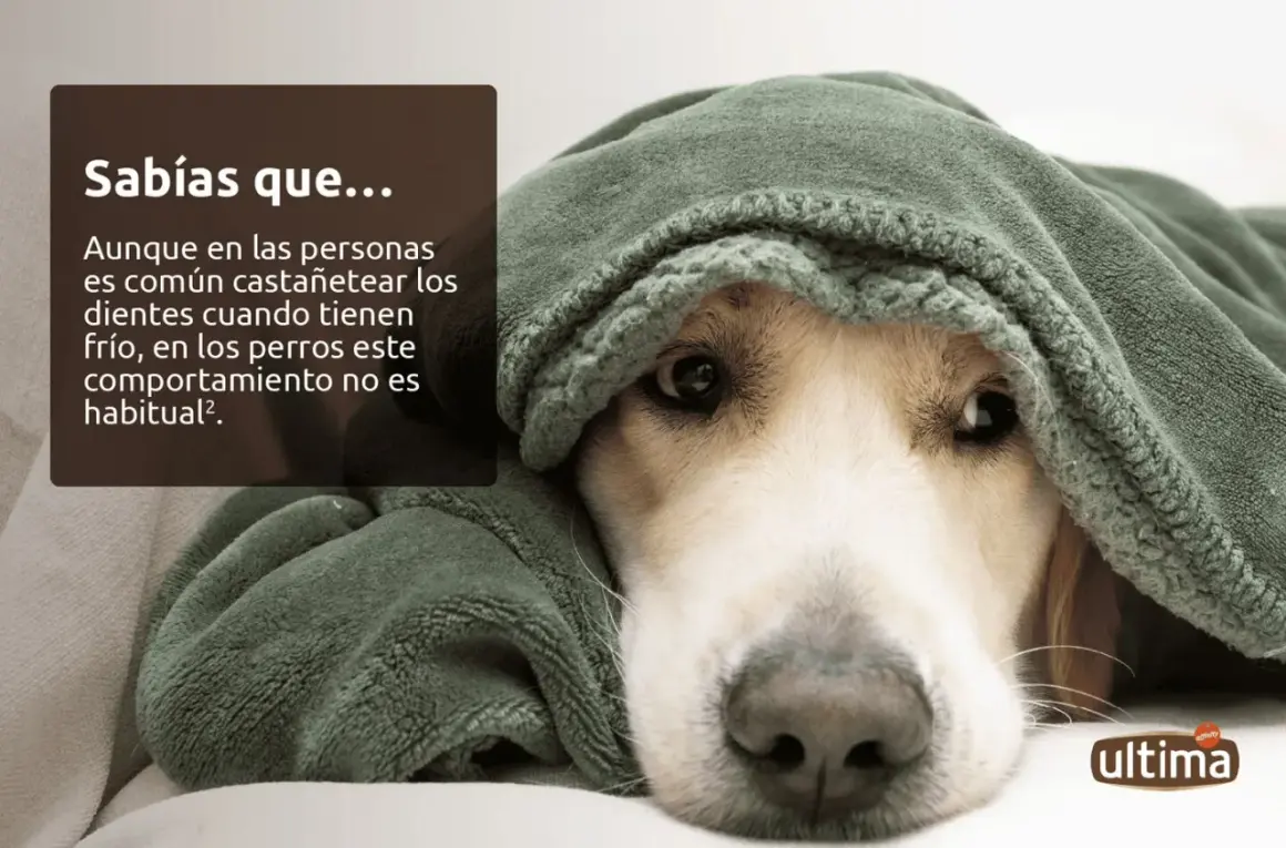 Un perro cubierto con una manta verde, con un texto que explica por qué tiemblan los perros y que no es habitual que castañeteen los dientes.