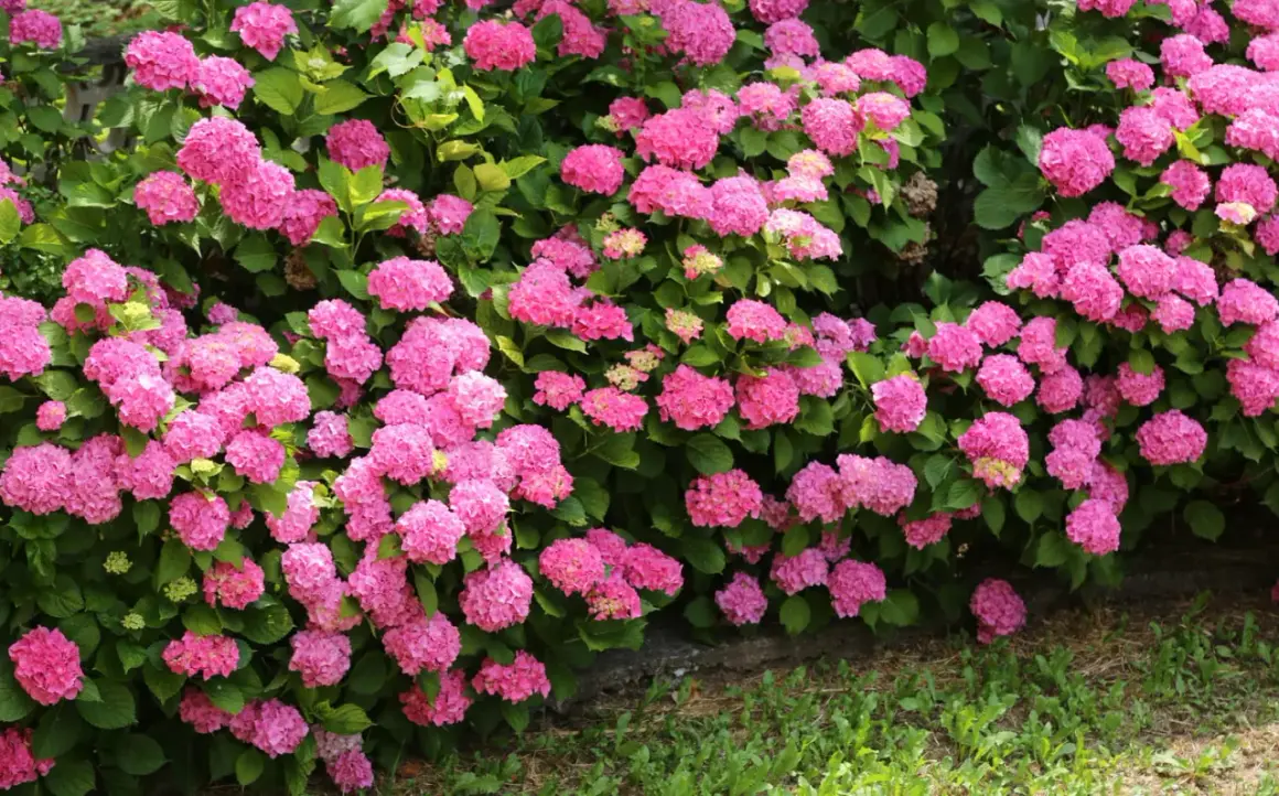 Un buisson d'hortensias roses éclatants, parfait pour un calendrier des fleurs par mois. Leurs grappes rondes et généreuses évoquent la douceur de l'été.