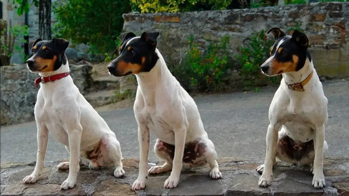 Tres perros bodegueros, blancos con manchas negras y marrones, sentados en un muro de piedra.